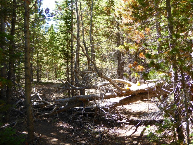 Climbing over trees in trail.