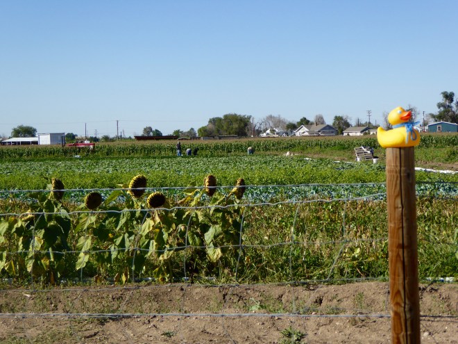 Really fresh from the farm