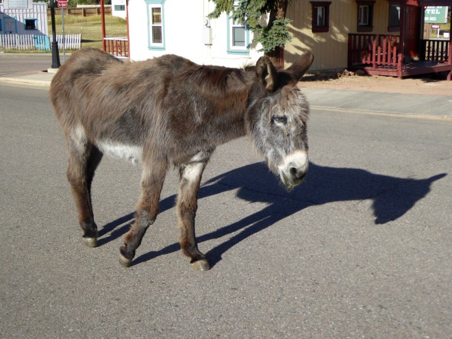 Donkey of Cripple Creek