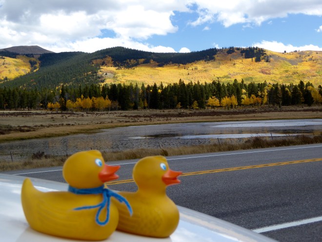 It was too windy for us, but we saw everything from inside the car.