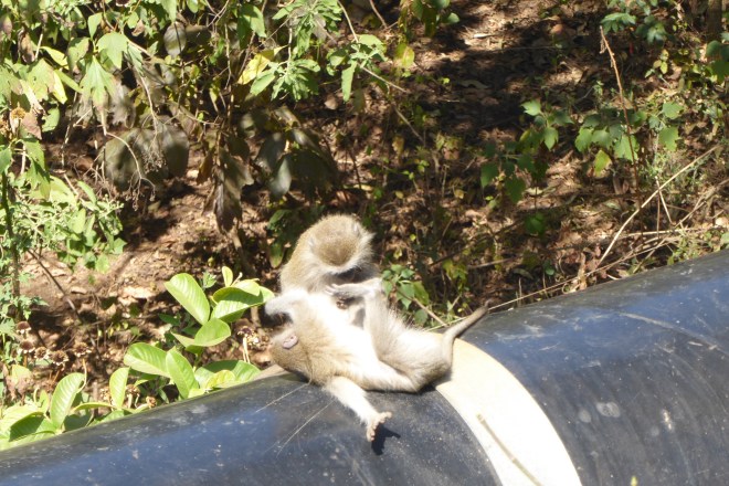 Monkeys by road in Lilongwe