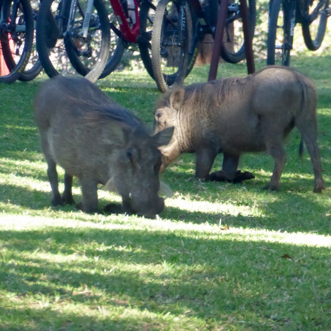 Warthogs on the resort lawn