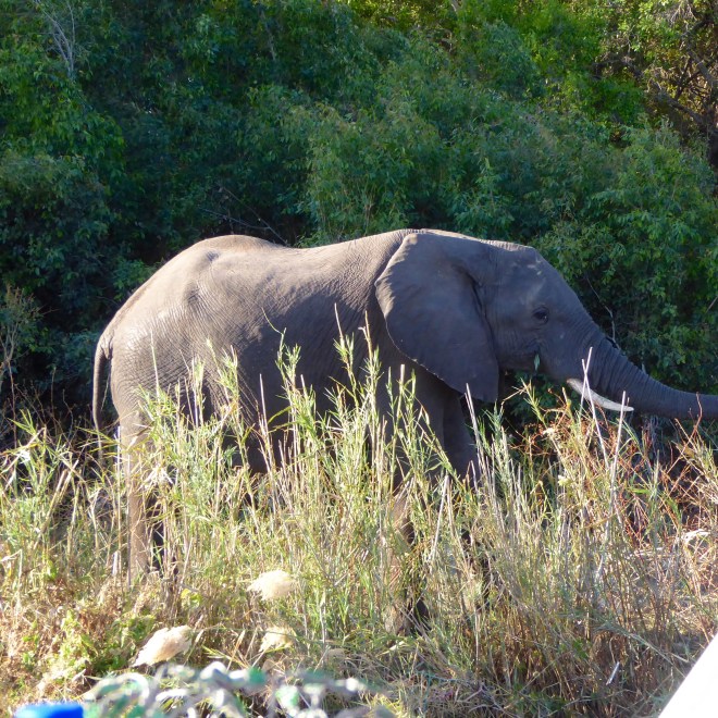 Our first Zambian elephant