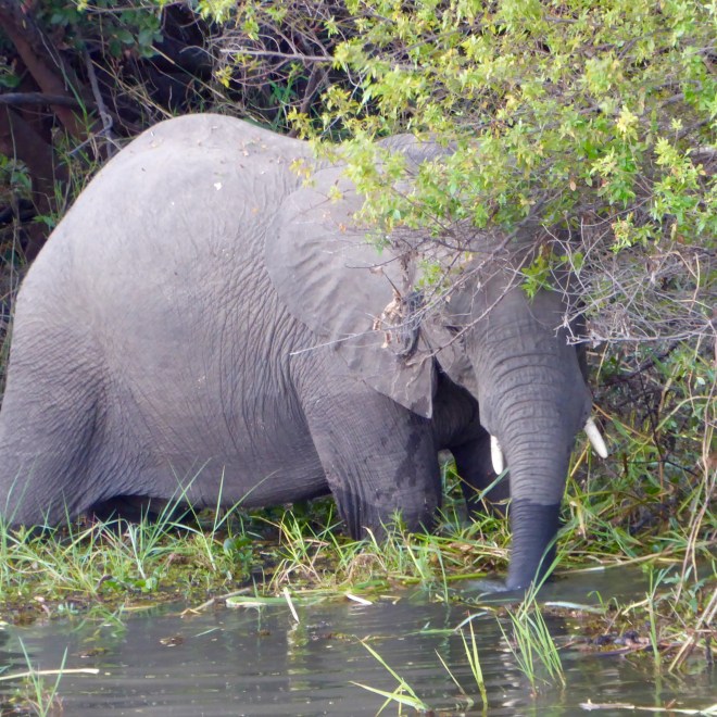 Elephant drinking from the Zambezi River