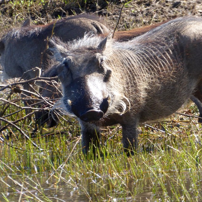 Warthog