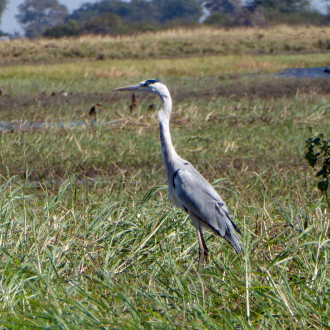 Gray Heron