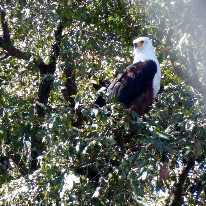 Fish Eagle