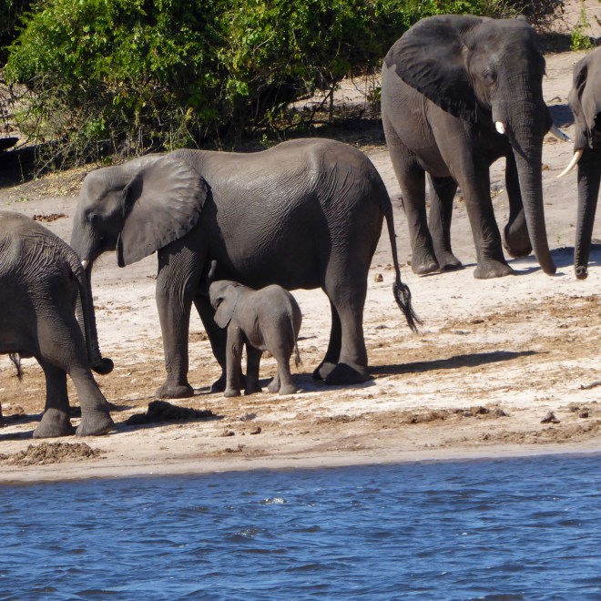 Elephants of all sizes