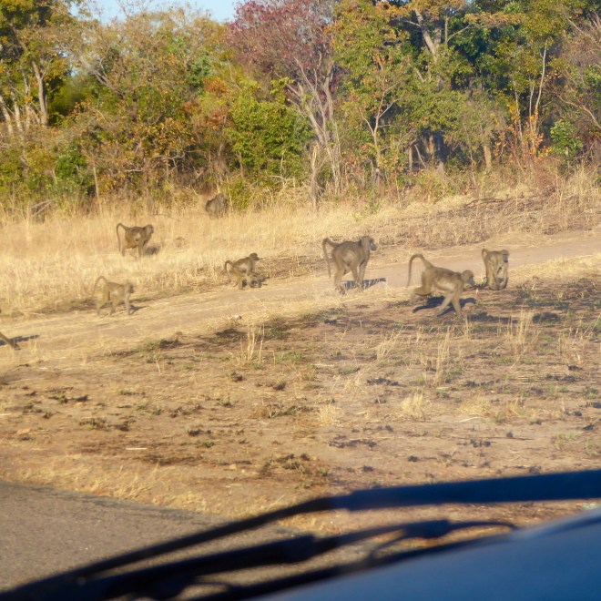 Wild baboons along the road