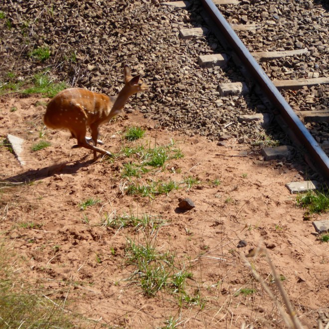 Bush Bok near center of town