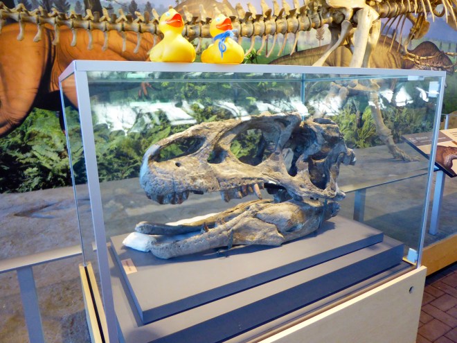 A real dinosaur skull. Allosaurus