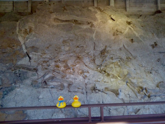 Bones still in quarry wall