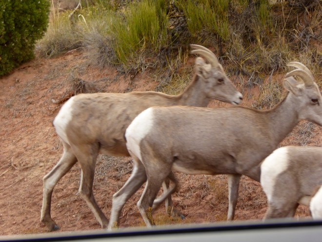 Young Rocky Mountain Bighorn Sheep