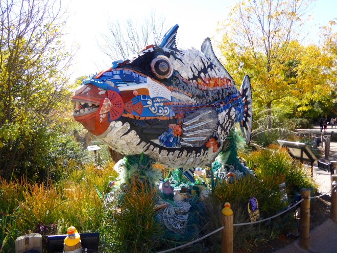 Rufus the Triggerfish 