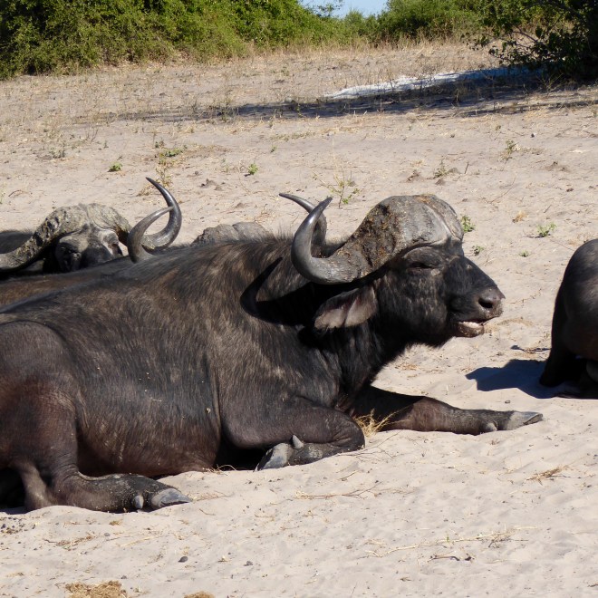 Cape Buffalo