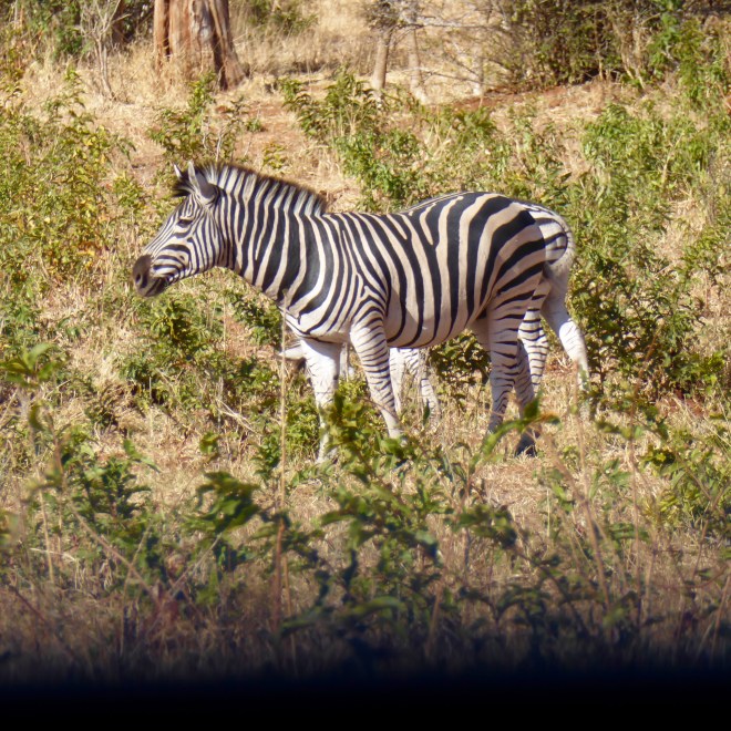Zebra