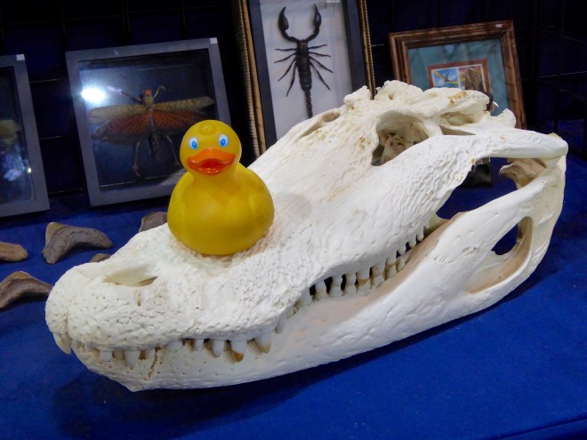 Zeb on alligator head 