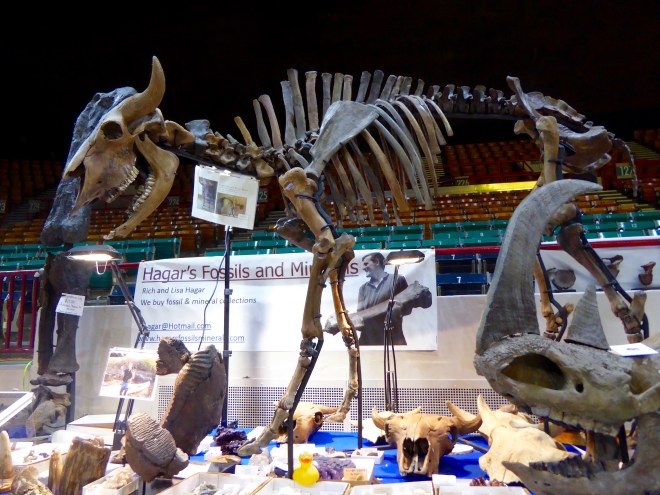 Fossil of ancient bison from Kansas