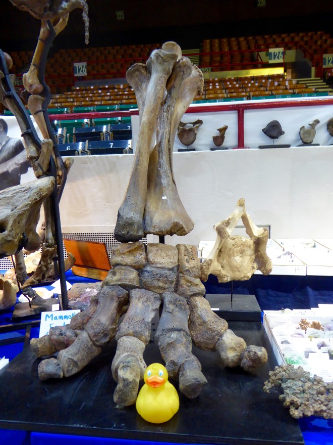 Foot of Mammoth--really big!