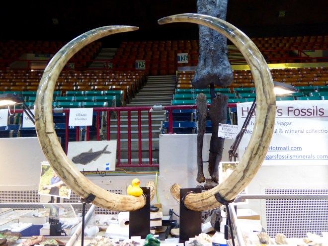 Tusks of Alaskan female mammoth