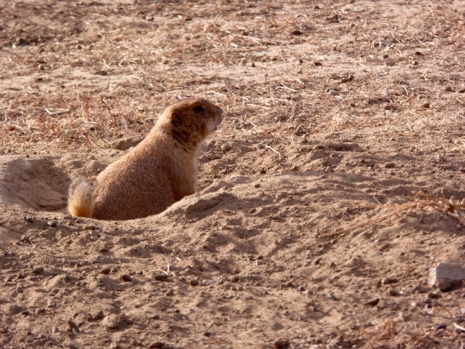 Prairie dog