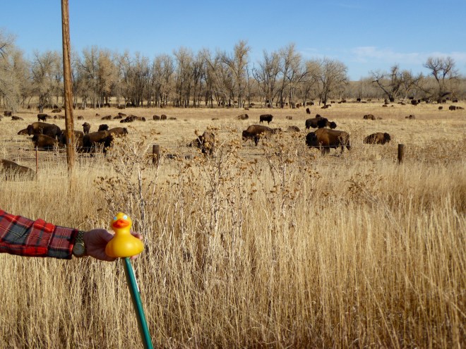 Herd of buffalo near Highway 36