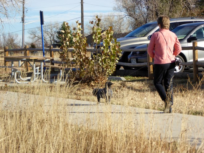 Dogs like this park also