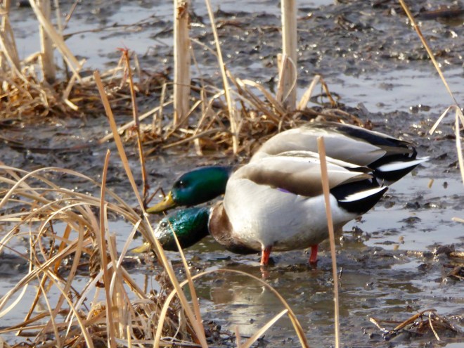 Feeding while feeling protected
