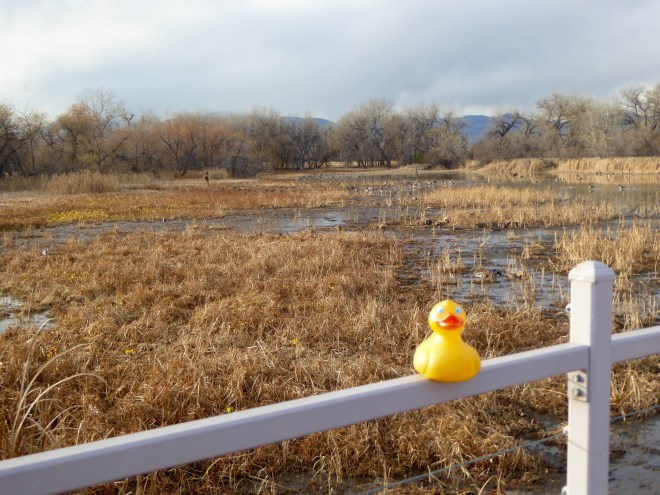 Kestrel Pond in wetlands area