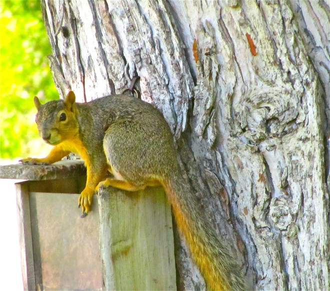 A squirrel on his feeder in my yard.