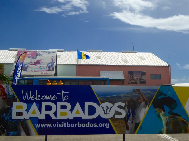 Colorado Traveling Ducks are in Barbados