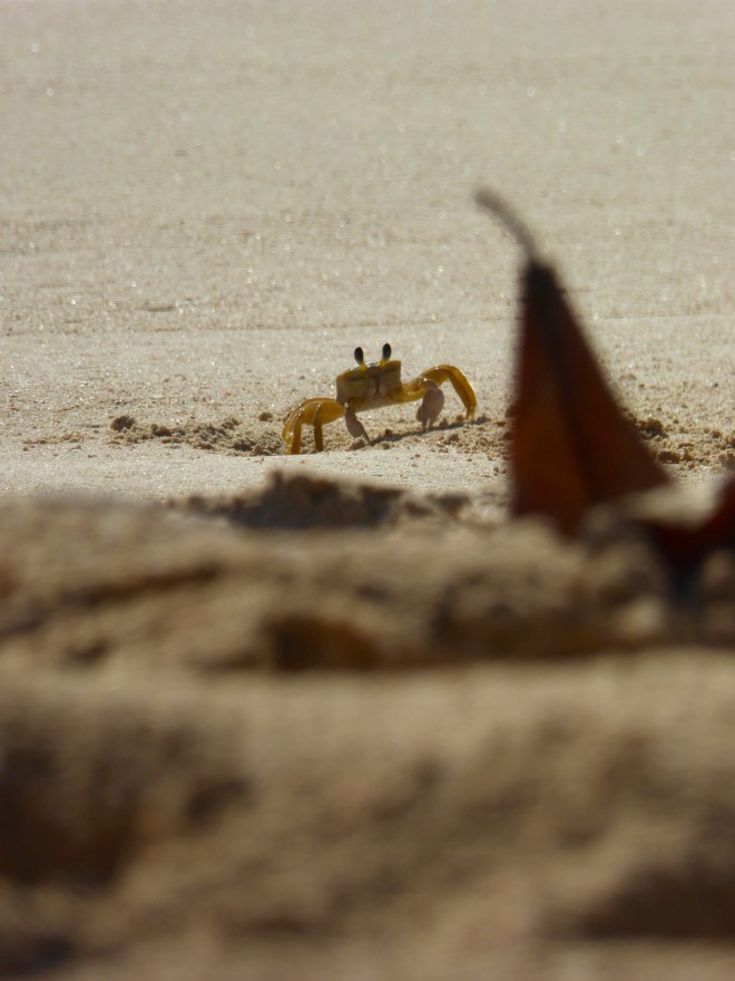 We are not alone here. Sand crab in Barbados