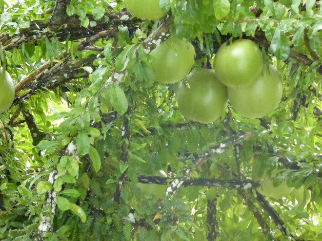 Calabash tree