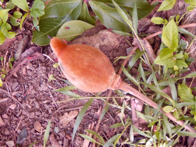 Fruit of Baobab tree