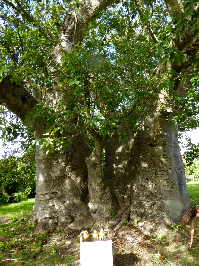 Baobab Tree