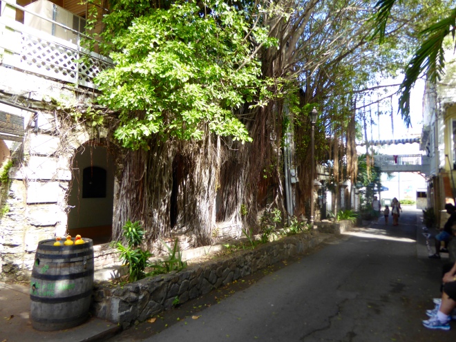 So many vines in the trees