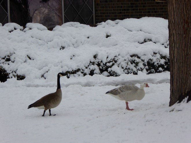 Canadian geese