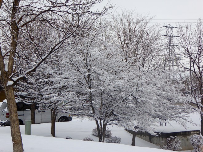 Snow clinging to tree