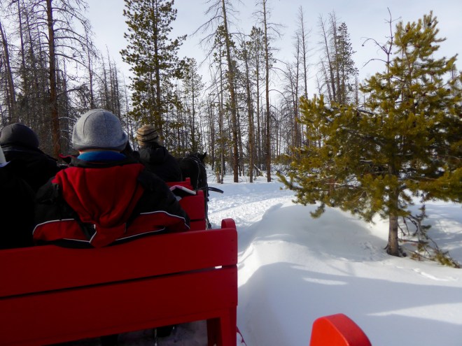Riding through the trees