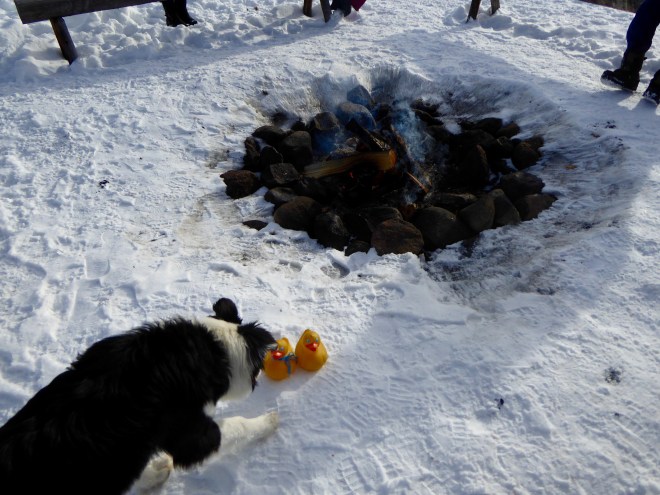 Colorado Traveling Ducks with Chip by the fire