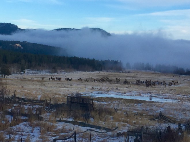 A herd of Colorado Elk about 30 miles from Denver