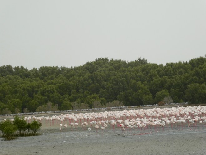 Hundreds of distant cousins